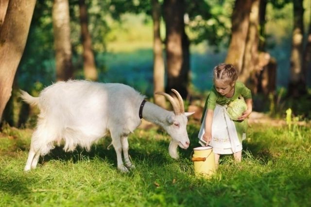 Переходим на козье молоко: со скольки месяцев можно давать ребенку и как правильно вводить в рацион?
