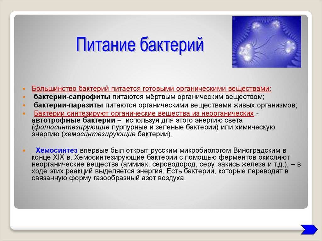 чем питаются бактерии сапротрофы. Смотреть фото чем питаются бактерии сапротрофы. Смотреть картинку чем питаются бактерии сапротрофы. Картинка про чем питаются бактерии сапротрофы. Фото чем питаются бактерии сапротрофы