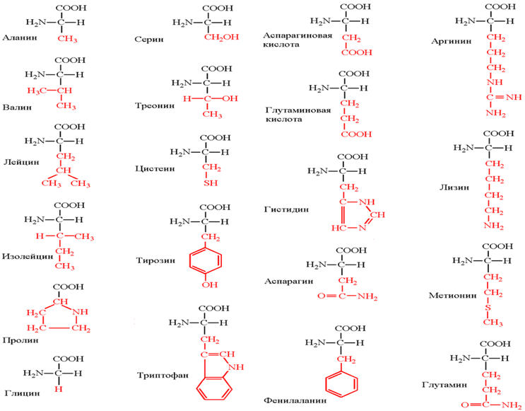 Строение аминокислоты схема