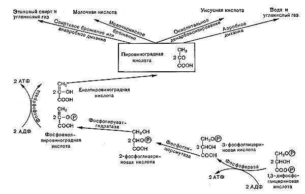 какую функцию выполняет капсула у бактерий. картинка какую функцию выполняет капсула у бактерий. какую функцию выполняет капсула у бактерий фото. какую функцию выполняет капсула у бактерий видео. какую функцию выполняет капсула у бактерий смотреть картинку онлайн. смотреть картинку какую функцию выполняет капсула у бактерий.