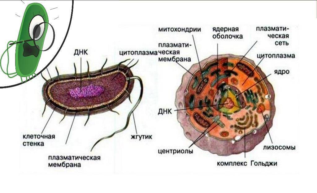 Célula eucariota y procariota