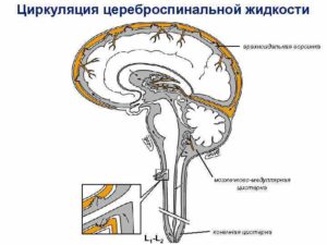 Спинномозговая и черепно-мозговая жидкость (ликвор), ее функции. циркуляция ликвора