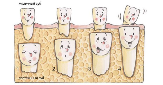Какие зубы меняются у детей на коренные или схема выпадения молочных зубов у детей и сколько выпадает
