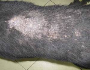 Виды дерматитов у собак: как выглядят и чем лечить
