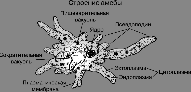 Укажите функцию органоида обозначенного на схеме строения амебы цифрой 4