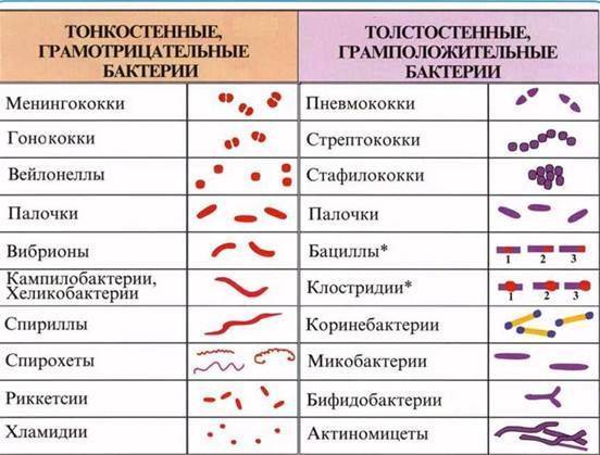 какую форму могут иметь бактерии. картинка какую форму могут иметь бактерии. какую форму могут иметь бактерии фото. какую форму могут иметь бактерии видео. какую форму могут иметь бактерии смотреть картинку онлайн. смотреть картинку какую форму могут иметь бактерии.