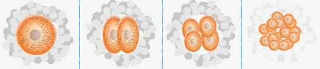 Размножение. строение половых клеток. гаметогенез. мейоз. оплодотворение