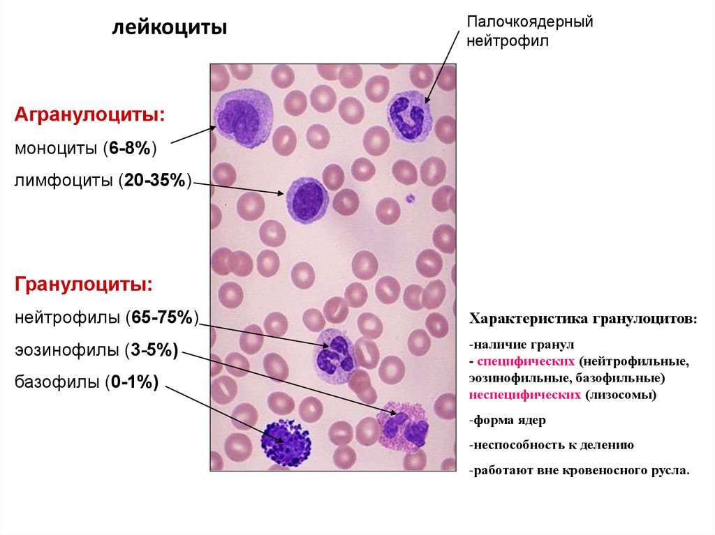 Как обозначаются лимфоциты в крови