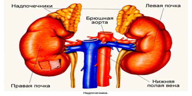 Подковообразная почка у ребенка чем опасна