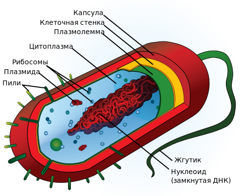 Как называются бактерии с одним жгутиком. картинка Как называются бактерии с одним жгутиком. Как называются бактерии с одним жгутиком фото. Как называются бактерии с одним жгутиком видео. Как называются бактерии с одним жгутиком смотреть картинку онлайн. смотреть картинку Как называются бактерии с одним жгутиком.