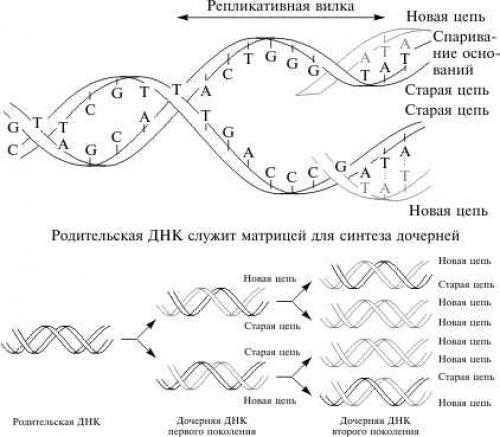 Экспрессия генов и её регуляция