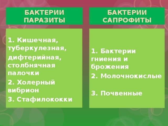 чем питаются бактерии сапротрофы. Смотреть фото чем питаются бактерии сапротрофы. Смотреть картинку чем питаются бактерии сапротрофы. Картинка про чем питаются бактерии сапротрофы. Фото чем питаются бактерии сапротрофы