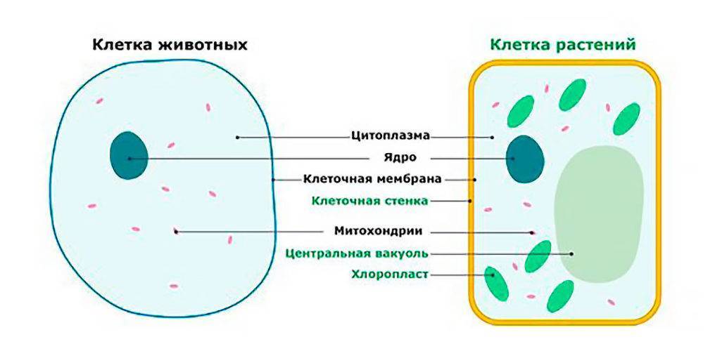 что больше клетка или бактерия. Смотреть фото что больше клетка или бактерия. Смотреть картинку что больше клетка или бактерия. Картинка про что больше клетка или бактерия. Фото что больше клетка или бактерия