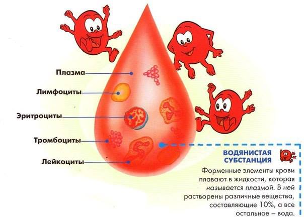 Кровь. плазма. форменные элементы крови (стр. 1 из 2)