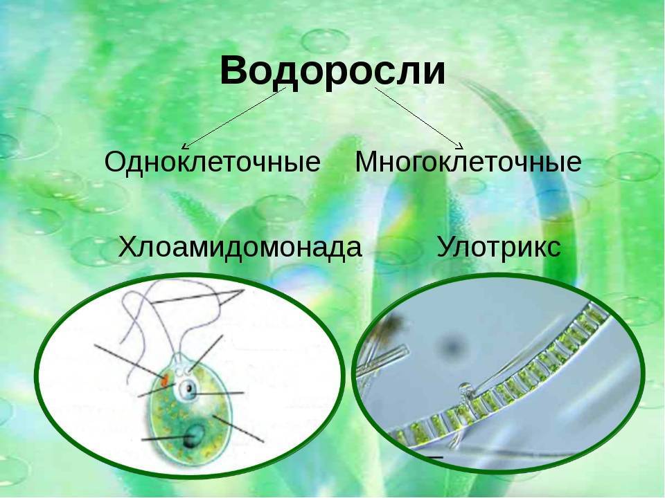 Появление одноклеточных водорослей. Одноклеточные зеленые водоросли 5 класс биология. Водоросли одноклеточные и многоклеточные. Одноклеточные и многоклеточные зеленые водоросли. Одноклеточные и многоклеточные организмы водоросли.