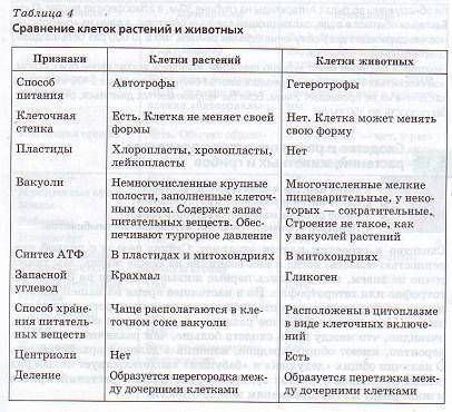 что больше клетка или бактерия. Смотреть фото что больше клетка или бактерия. Смотреть картинку что больше клетка или бактерия. Картинка про что больше клетка или бактерия. Фото что больше клетка или бактерия