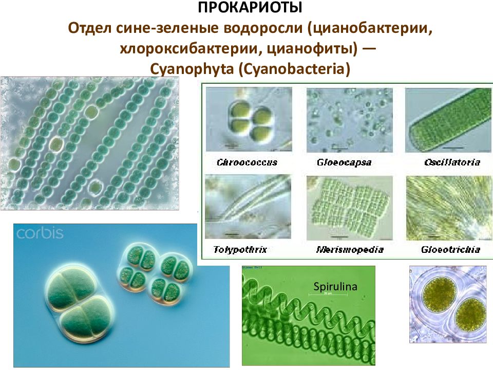 Клетки водорослей и цианобактерий. Цианобактерии сине-зеленые водоросли. Синезеленые цианобактерии. Колониальные цианобактерии. Цианобактерии строение клетки.