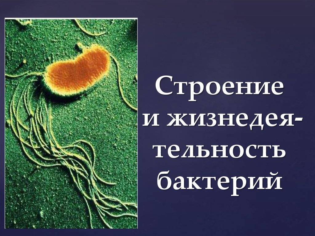 Жизнедеятельность бактерий 5. Строение и жизнедеятельность бактерий. Строениеижизнидеятельностьбактерий. Особенности строения и жизнедеятельности бактерий. Каковы строение и жизнедеятельности бактерий.