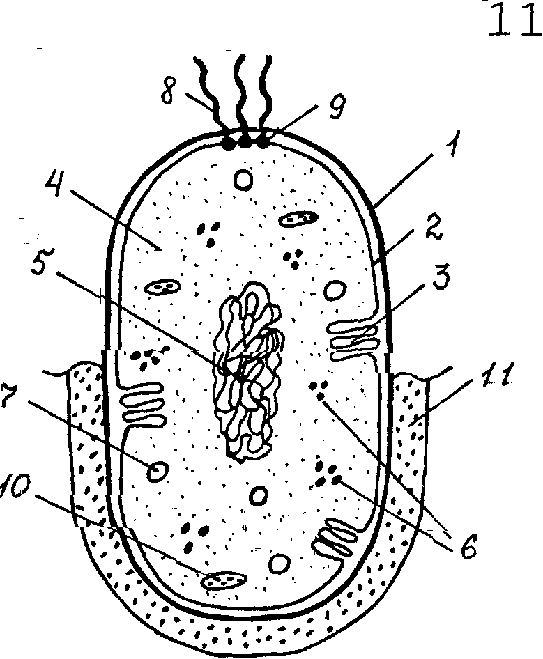 Бактерия строение клетки