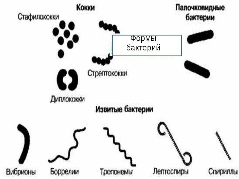 Схема формы бактерий