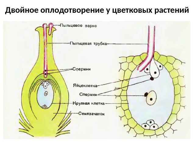Зачатие по дням - как происходит оплодотворение - запись пользователя нюся (etoilevenera) в сообществе зачатие в категории статьи, полезная информация - babyblog.ru