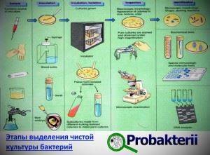 В чем заключается сущность биологических методов выделения чистых культур патогенных микроорганизмов. 5fb9951cf2d661753d778525d27cc5f6. В чем заключается сущность биологических методов выделения чистых культур патогенных микроорганизмов фото. В чем заключается сущность биологических методов выделения чистых культур патогенных микроорганизмов-5fb9951cf2d661753d778525d27cc5f6. картинка В чем заключается сущность биологических методов выделения чистых культур патогенных микроорганизмов. картинка 5fb9951cf2d661753d778525d27cc5f6