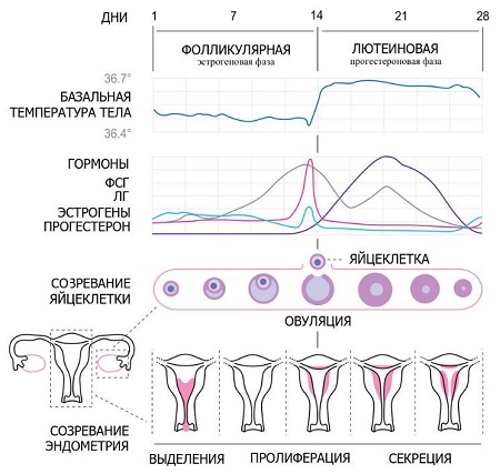 Атрофия эндометрия матки — атрофический эндометрит