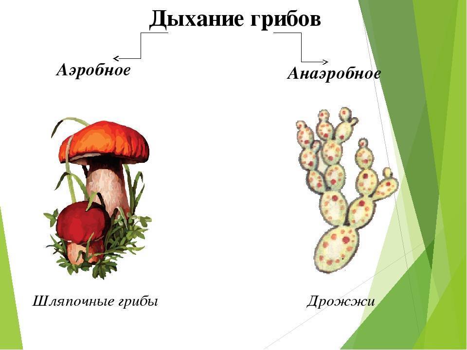 Схему растения гриба