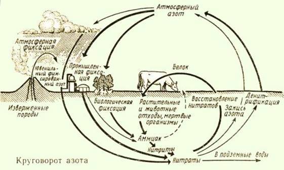 Круговорот химических элементов в природе схема