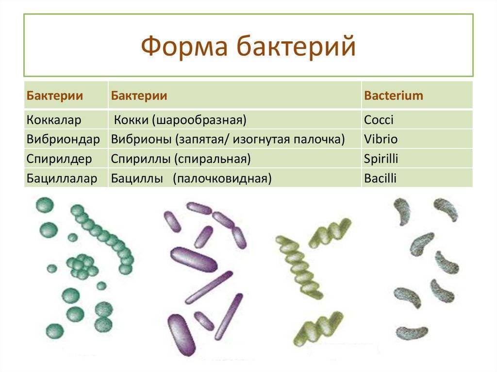 6 примеров бактерий