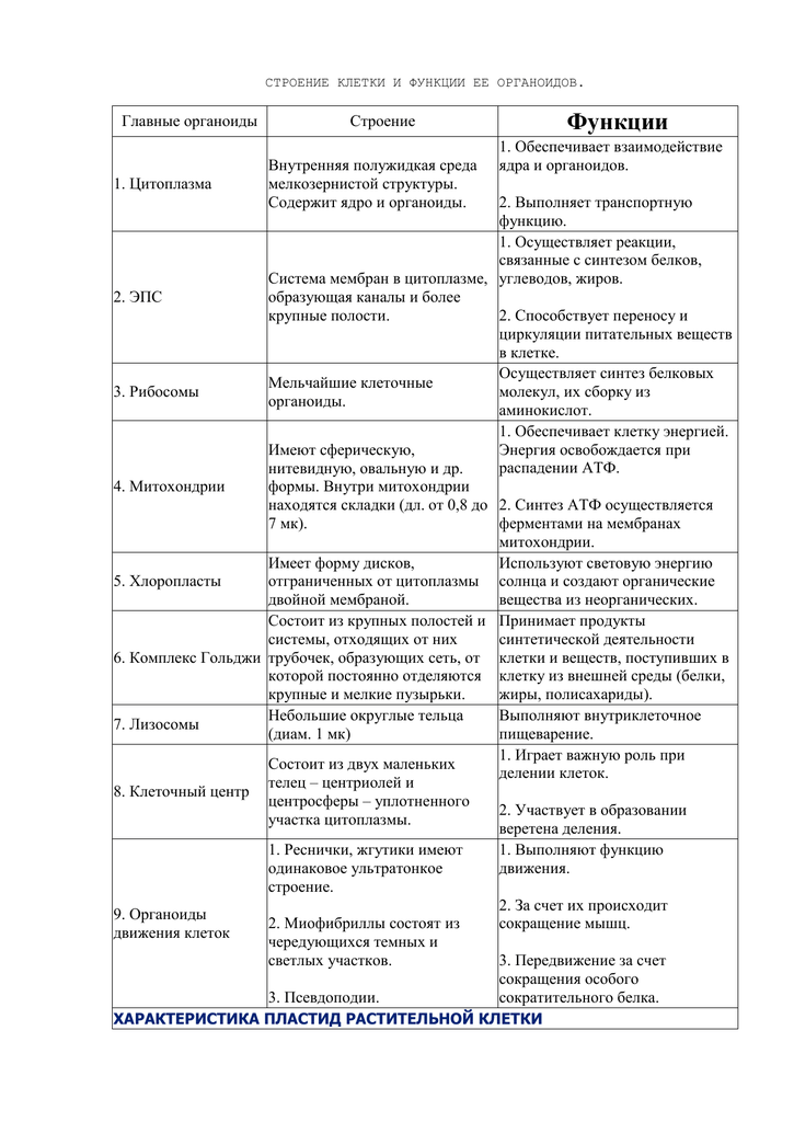 Органоиды клетки схема