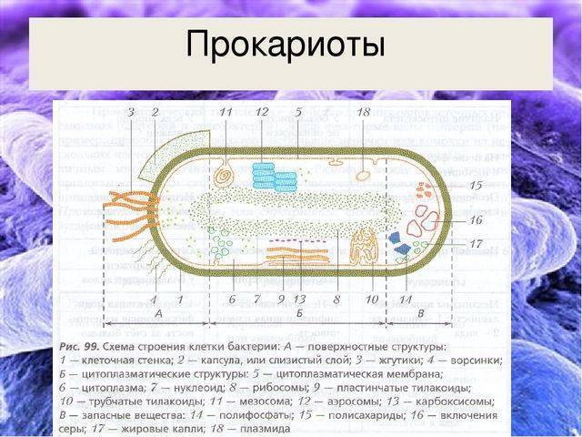 Кольцевая хромосома в митохондриях. Строение бактериальной клетки прокариот. Строение прокариотической клетки бактерии. Схема строения прокариотической бактериальной клетки. Строение прокариотический клетки.