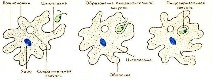 Какие процессы сопровождающие питание амебы изображены на рисунках а и б