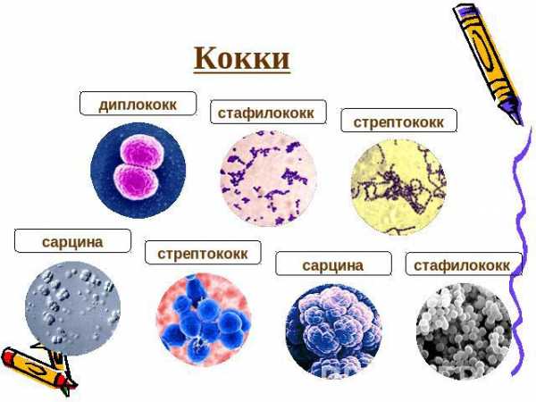 Как называется шарообразная форма бактерий. Смотреть фото Как называется шарообразная форма бактерий. Смотреть картинку Как называется шарообразная форма бактерий. Картинка про Как называется шарообразная форма бактерий. Фото Как называется шарообразная форма бактерий