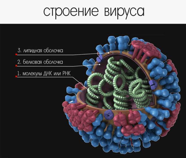 Простейшие и бактерии в чем разница