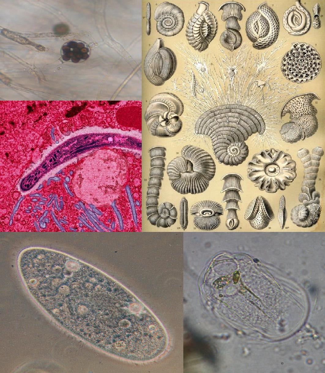 Непатогенные амебы кишечника – безопасные соседи или паразиты?