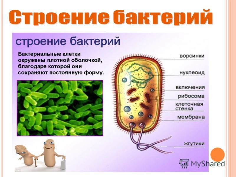 Конспект урока по теме : "бактерии. строение и жизнедеятельность"