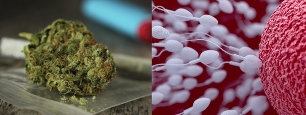 Мы поговорили с тремя врачами о влиянии наркотиков на качество спермы