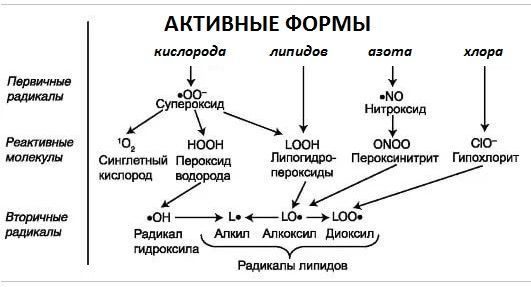 Форма кислорода. Активные радикалы , активные формы кислорода. Приведите схему образования активных форм кислорода (АФК). Активные формы кислорода и азота. Схема образования активных форм кислорода биохимия.