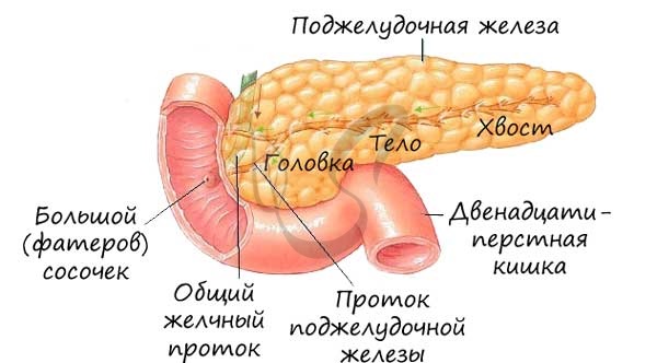 Желчь вырабатывается а поджелудочной железой б печенью в тонким кишечником