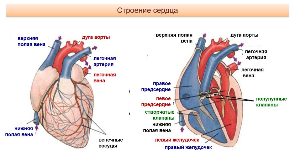 Рисунок сердца с подписями егэ