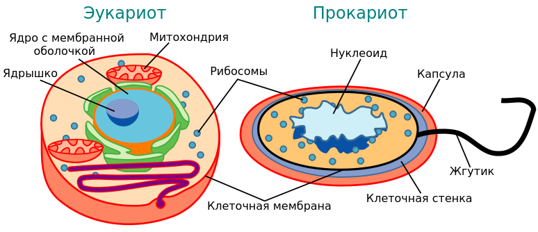 что больше клетка или бактерия. Смотреть фото что больше клетка или бактерия. Смотреть картинку что больше клетка или бактерия. Картинка про что больше клетка или бактерия. Фото что больше клетка или бактерия