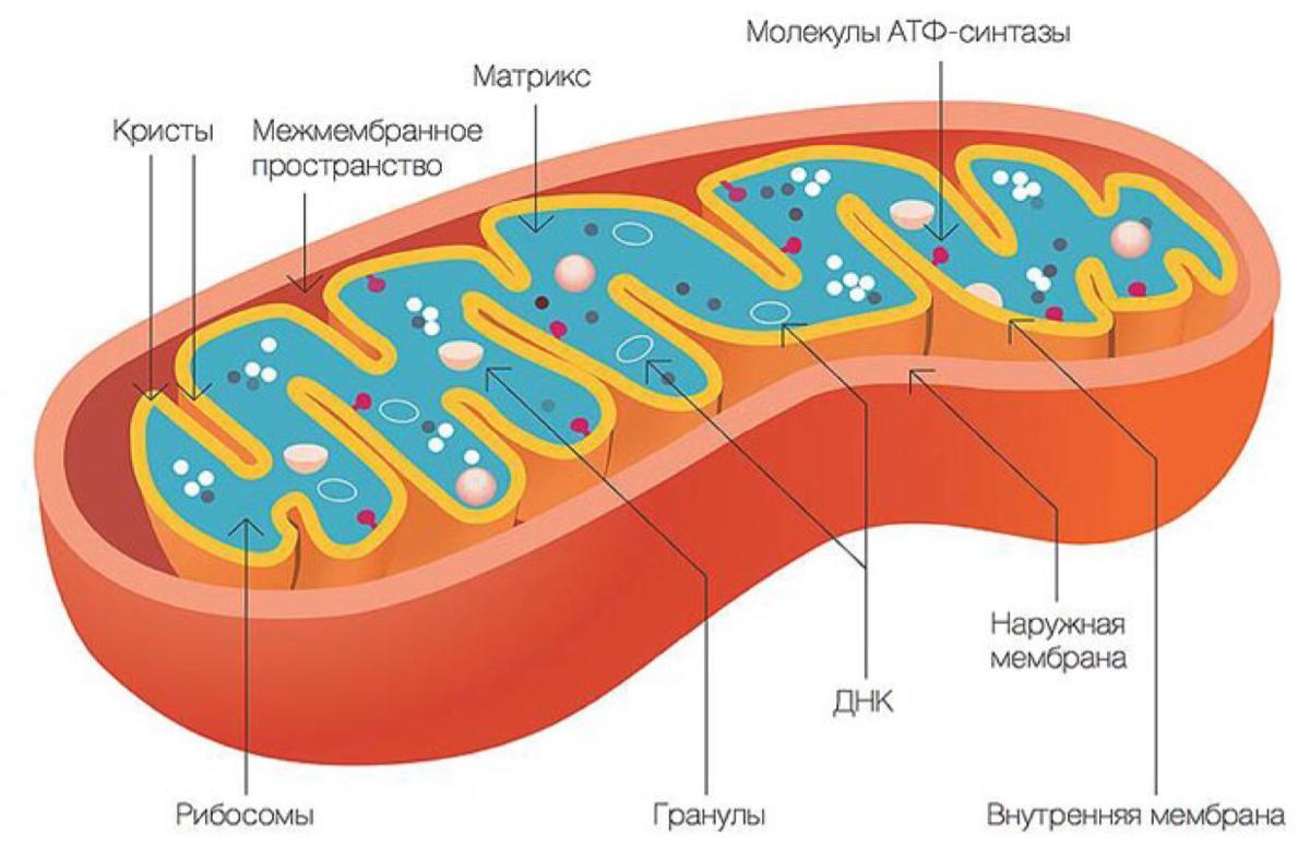 Что такое митохондрии у человека простыми словами. Строение митохондрии клетки. Строение митохондрии рисунок. Состав и строение митохондрии. Строение митохондрии эукариотической клетки.