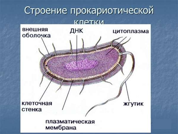 что больше клетка или бактерия. Смотреть фото что больше клетка или бактерия. Смотреть картинку что больше клетка или бактерия. Картинка про что больше клетка или бактерия. Фото что больше клетка или бактерия