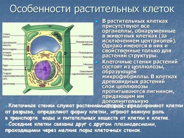 У чего ядра не имеют клетки