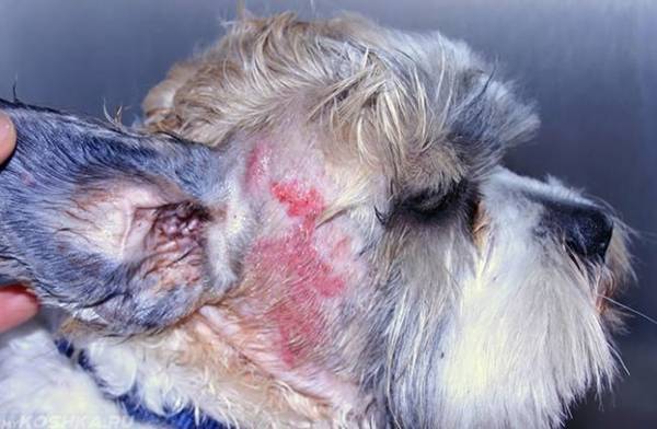 Кожные заболевания у собак: виды, первые признаки, лечение