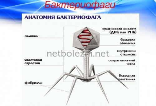 Бактериофаг колипротейный (bacteriophagum coliprotei) инструкция по применению