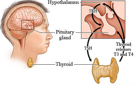 Как лечить щитовидную железу средством l-тироксин 50?