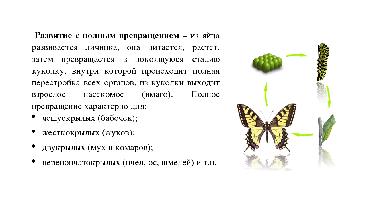 Какой тип развития характерен для бабочек