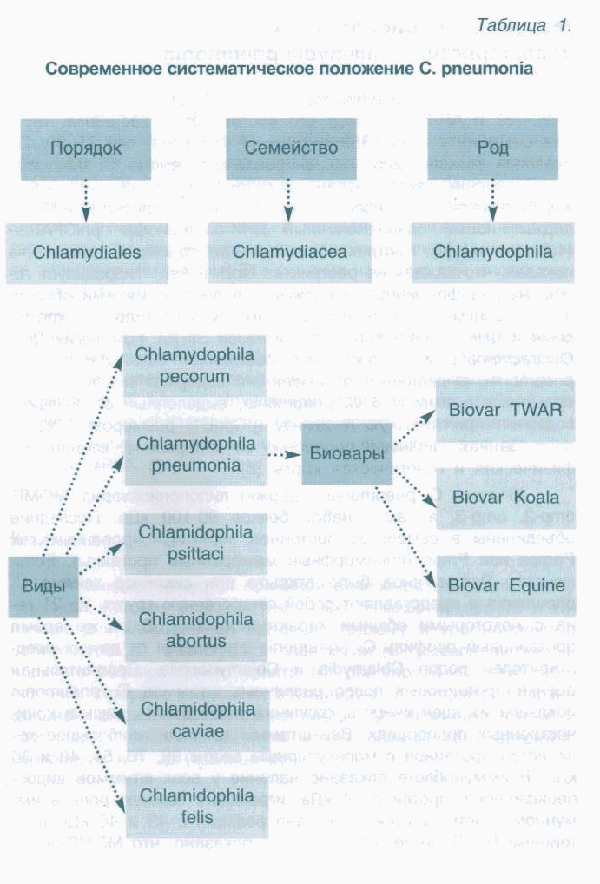 Микоплазма пневмония (mycoplasma pneumoniae): что это, симптомы, лечение